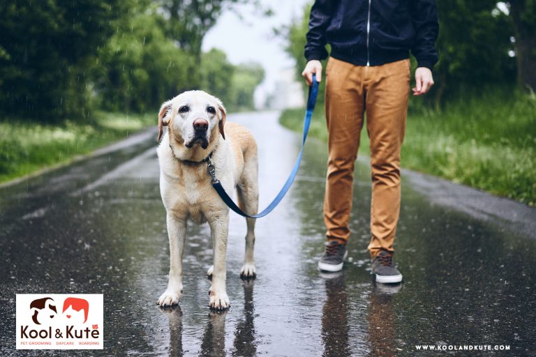 Don’t let the weather dampen your furry friend’s spirits