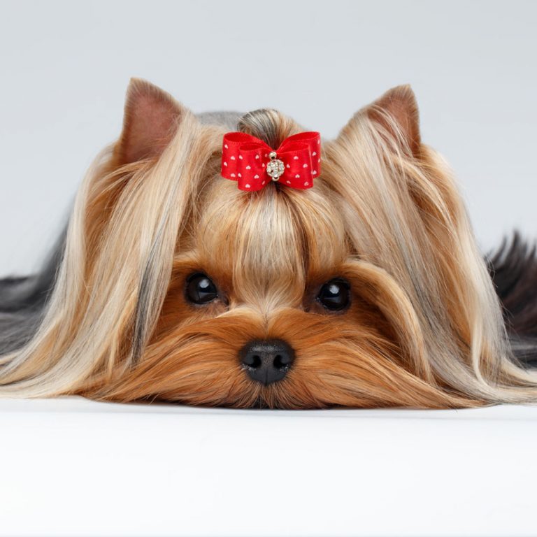 Yorkshire Terrier: A Captivating Tale of History, Care, and Endearing Charm