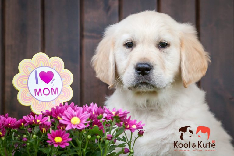 Pet Owners Also Celebrate Mother’s Month